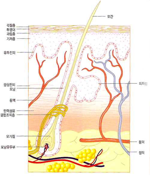 이미지입니다.